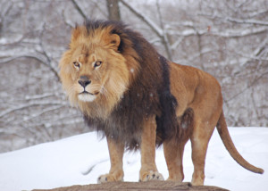 african_lion_panthera_leo_male_pittsburgh_2800px