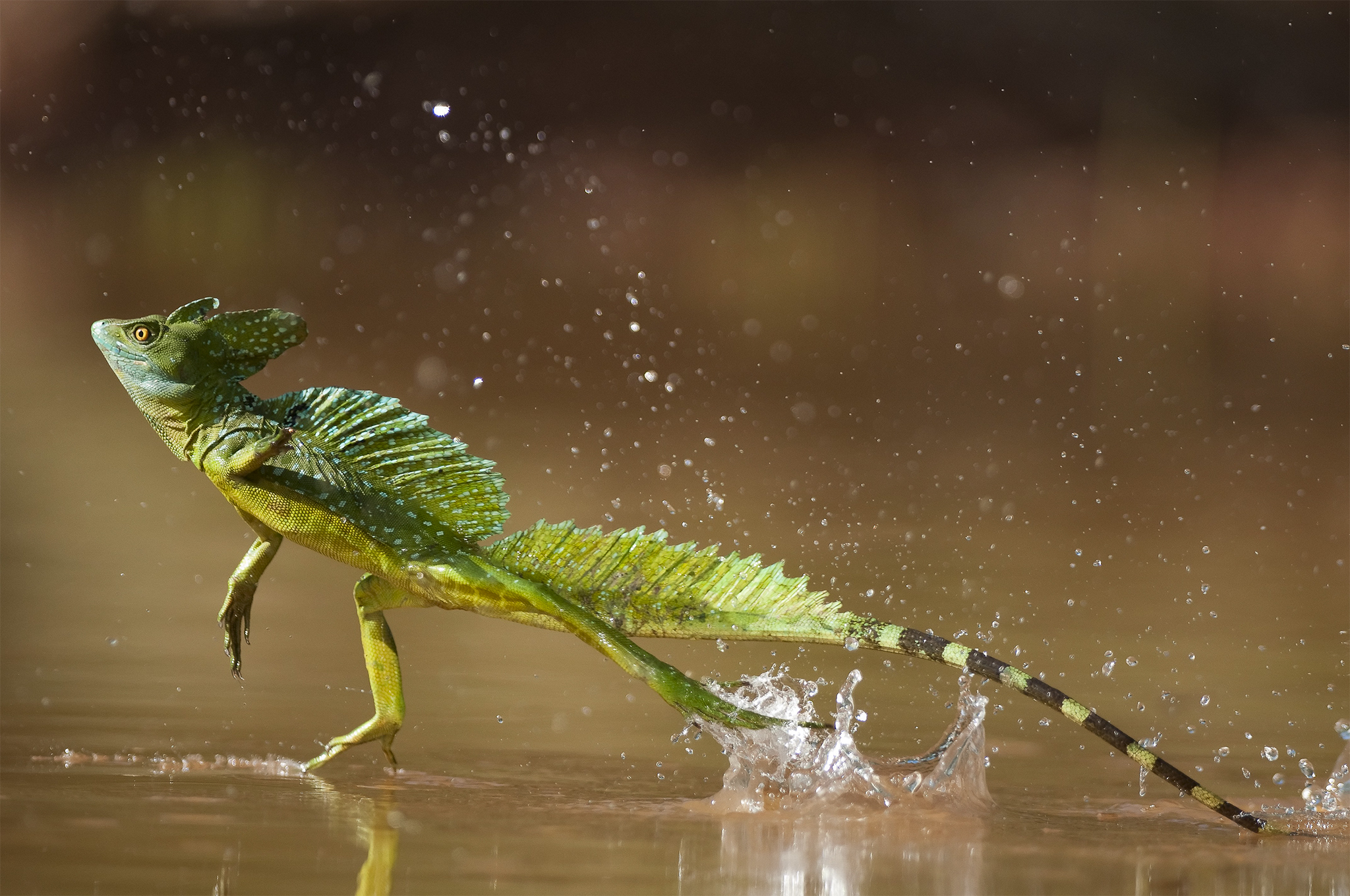 05 Nov 2008, Costa Rica --- Green / Double-crested basilisk (Basiliscus plumifrons) running across water surface, Santa Rita, Costa Rica --- Image by © Bence Mate/Nature Picture Library/Corbis